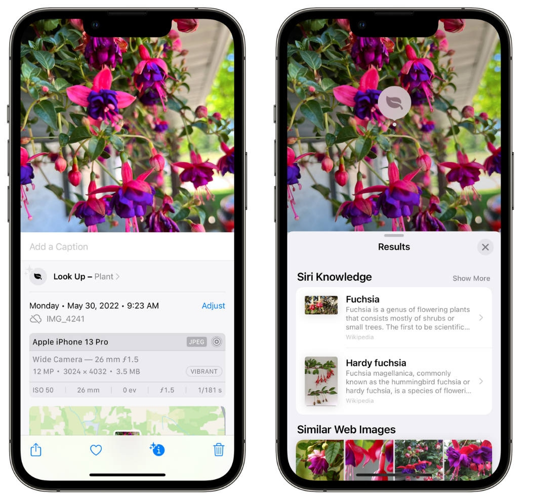 罗江苹果手机维修分享小技巧：使用 iPhone 相机识别花卉植物 